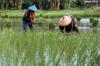 Soal Pemutihan Utang Petani, Wamentan: Kita Tunggu dan Ikuti Prosesnya. Foto: MNC Media.