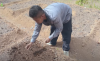Mantan Office Boy Nekat Alih Profesi Jadi Petani Bawang, Raup Rp20 Juta Sekali Panen. (Foto: Youtube/Cap Capung)