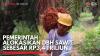 Pemerintah Alokasikan DBH Sawit Sebesar Rp3,4 Triliun,(Sumber: IDX CHANNEL)