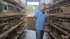 Bisnis Menjanjikan, Peternak Burung Puyuh ini Berhasil Panen 150 kg Telur per Hari. (Foto: Youtube/Ronarene Vlog)