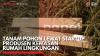Tanam Pohon Lewat Startup Produsen Kemasan Rumah Lingkungan,(Sumber: IDX CHANNEL)