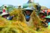 Ketahanan Pangan Nasional Terancam El Nino, Pemerintah Perlu Lakukan Ini (foto: MNC Media)