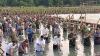Jokowi Tanam Mangrove Bersama Prabowo, Panglima TNI, dan Kapolri, Masuk Rekor MURI. (Foto: Raka/MNC Media)