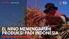 El Nino Memengaruhi Produksi Padi Indonesia. (Sumber : IDXChannel)