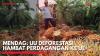 Mendag: UU Deforestasi Hambat Perdagangan ke UE . (Sumber : IDXChannel)