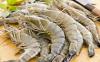 Sulap Limbah Kulit Udang jadi Bahan Pengawet, Warga Medan Raup Rp5,6 Juta per Bulan (FOTO:MNC Media)