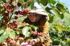 Masuki Musim Panen, Produktivitas Kopi Arabika di Ijen Meningkat (foto: MNC Media)