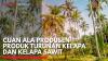 Cuan ala Produsen Produk Turunan Kelapa dan Kelapa Sawit,(Sumber: IDX CHANNEL)