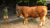 Estimasi Harga Sapi Wariso: Hewan Kurban Milik Irfan Hakim, Jumbo, Bobot 1 Ton. (Foto: Youtube/Setia Farm)