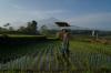 Sebanyak 375 Ribu Petani di Sumut Tak Dapat Pupuk Subsidi, Ini Alasannya. (Foto: Wahyudi/MNC Media)