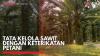 Tata Kelola Sawit dengan Keterikatan Petani. (Sumber : IDXChannel)
