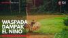 Waspada Dampak El Nino,(Sumber: IDX CHANNEL)