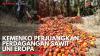 Kemenko Perjuangkan Perdagangan Sawit Uni Eropa. (Sumber : IDXChannel)