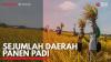Sejumlah Daerah Panen Padi. (Sumber : IDXChannel)
