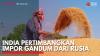 India Pertimbangkan Impor Gandum Dari Rusia. (Sumber : IDXChannel)