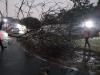 Bogor Diguyur Hujan Deras dan Angin Kencang, Dua Pohon Tumbang. (Foto: MNC Media)