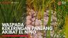 Waspada Kekeringan Panjang Akibat El Nino,(Sumber: IDX CHANNEL)