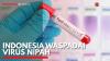 Indonesia Waspadai Virus Nipah. (Sumber : IDXChannel)