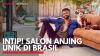 Intip! Salon Anjing Unik di Brasil. (Sumber :IDXChannel)