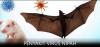 Heboh Virus Nipah India, Ternyata Sudah Ada sejak 1999. (Foto: Kemenkes)