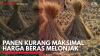 Panen Kurang Maksimal Harga Beras Melonjak. (Sumber: IDXChannel)