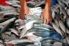 Terus Meningkat, Angka Konsumsi Ikan Nasional Tembus 56,48 Kg per Kapita (foto: MNC Media)