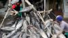 Pemerintah Kejar Target Konsumsi Ikan Nasional 60 Kg per Kapita Tahun Ini (foto: MNC Media)