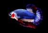 5 Ikan Cupang Avatar Termahal, Ada yang sampai Rp7,5 Juta per Ekor. (Foto: MNC Media)