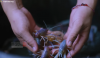 Kisah Sukses Pembudidaya Lobster Hias, Modal Rp6 Juta Kini Punya 30 Kolam. (Foto: YouTube/CapCapung)