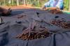 RI Produsen Vanili Terbesar Kedua setelah Madagaskar, Intip Potensi Ekonominya. Foto: MNC Media.