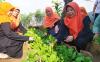 Potret Kampung Pakcoy di Kp. Sukamaju, RT 03/02, Kelurahan Cugugur Tengah, Kecamatan Cimahi Tengah, Kota Cimahi. (Ferry Bangkit Rizki/MPI)