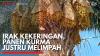 Irak Kekeringan, Panen Kurma Justru Melimpah. (Sumber : IDXChannel)