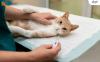 Merawat kucing yang benar (AladinMall)