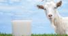Mentan Promosikan Susu Kambing sebagai Alternatif Asupan bagi Masyarakat (FOTO:MNC Media)