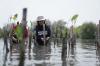 Peduli Lingkungan, JTrust Bank (BCIC) Tanam 3 Ribu Mangrove di Tanjung Pasir Tangerang (FOTO:Dok Ist)