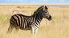 Afrika Selatan Ingin Tingkatkan Ekspor Daging Zebra. (Foto: MNC Media)