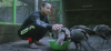 Rawat Merak Hijau Jawa, Peternak Muda Rela Dirikan Penangkaran Bersertifikat. (Foto: YouTube/CapCapung)