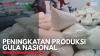 Peningkatan Produksi Gula Nasional. (Sumber : IDXChannel)