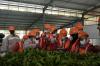 Gandeng Kebun Teh Takokak, Wismilak Inti (WIIM) Dukung Lahirnya Pengusaha Baru (foto: MNC Media)