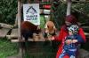 Sambut Libur Nataru, Taman Safari tampilkan Hiburan Malam Bercahaya (foto: MNC Media)