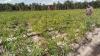 Mentan Panen Jagung 65 Ton Hasil Food Estate di Gunung Mas (FOTO:Dok Ist)