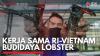 Kerja Sama RI-Vietnam Budidaya Lobster. (Sumber : IDXChannel)