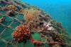 Program Reklamasi MIND ID: dari Penenggelaman Artificial Reef hingga Revegetasi Rumput Deschampsia. (Foto: Dok MIND ID)