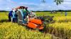 Petani di Wilayah Ini Semringah, Bisa Panen Padi saat Harga Beras Meroket. (Foto: Dedy Mahdi/MNC Media)