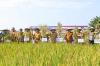 Pj Gubernur Sumut Panen Padi di Deliserdang, Pastikan Stok Beras Aman. (Foto: Wahyudi/MNC Media)