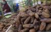 Jual Produk Kurma, Segar Kumala (BUAH) Incar Pendapatan Rp190 Miliar Selama Ramadan (Foto: MNC Media)
