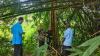 Indonesia Supports Sustainable Bamboo Industry in Fiji. (Foto: KBRI Suva)