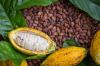 10 Negara Penghasil Biji Cokelat Terbesar di Dunia, Indonesia Tertinggi di Asia. (Foto: Freepik)