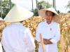 Tinjau Panen Jagung di Boalemo, Jokowi Pastikan Ketergantungan terhadap Impor Berkurang. Foto: MNC Media.