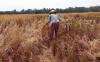 Wacana Kebijakan Pemutihan Utang Petani hingga UMKM, Ini Potensi Dampaknya. (Foto: MNC Media)